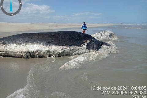 Baleia morta é encontrada na praia do Maramar em Luis Correia